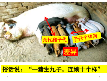 《第四节 生物的变异》PPT课件3-北京版生物八年级上册