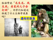 《第一节 生物的性状表现》PPT课件5-北京版生物八年级上册
