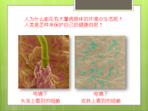 《第二节 免疫》PPT课件5-北京版生物八年级下册