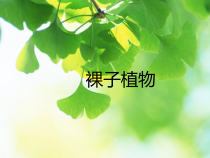《3、裸子植物》PPT课件2-北京版生物八年级下册