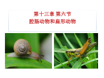 《1、腔肠动物和扁形动物》PPT课件1-北京版生物八年级下册