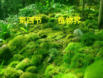《1、苔藓植物》PPT课件2-北京版生物八年级下册