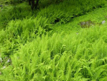 《3、裸子植物》PPT课件1-北京版生物八年级下册