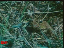 《4、鱼类和两栖动物》PPT课件1-北京版生物八年级下册