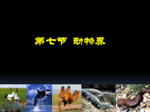 《4、鱼类和两栖动物》PPT课件3-北京版生物八年级下册