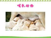 《6、哺乳动物》PPT课件2-北京版生物八年级下册