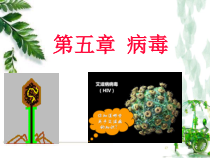 《第七节 病毒》PPT课件3-北京版生物八年级下册
