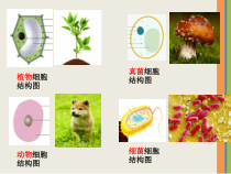 《第七节 病毒》PPT课件4-北京版生物八年级下册