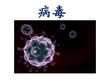 《第七节 病毒》PPT课件6-北京版生物八年级下册