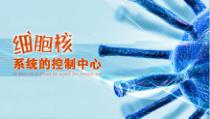 高中必修一生物《第3节 细胞核的结构和功能》ppt课件3-统编人教版