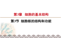 高中生物必修一《第3节 细胞核的结构和功能》教学课件-统编人教版
