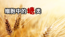 高中生物必修一《第3节 细胞中的糖类和脂质》ppt课件1-统编人教版