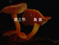 《第五节 真菌》PPT课件1-北京版生物八年级下册