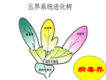 《第七节 病毒》PPT课件1-北京版生物八年级下册