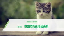 生物高中必修二第2章《基因和染色体的关系》复习ppt课件4-统编人教版