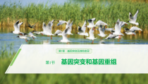 高中生物必修二《第1节 基因突变和基因重组》ppt课件2-统编人教版
