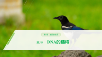 高中生物必修二《第2节 DNA的结构》教学课件-统编人教版