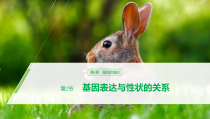 高中生物必修二《第2节 基因表达与性状的关系》ppt课件2-统编人教版
