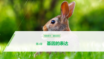 高中生物必修二第4章《基因的表达》复习ppt课件-统编人教版