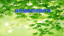 《第二节 绿色植物的蒸腾作用》PPT课件2-济南版生物七年级上册