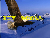 《第三节 动物的运动》PPT课件2-济南版生物七年级上册