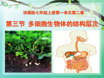 《第三节 多细胞生物体的结构层次》PPT课件3-济南版生物七年级上册