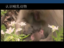 《哺乳类》PPT课件1-济南版生物七年级上册