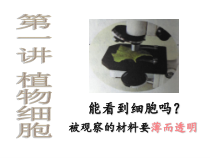 《第一节 细胞的结构和功能》PPT课件2-济南版生物七年级上册