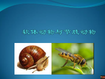 《第一节 无脊椎动物的主要类群》PPT课件1-济南版生物七年级上册