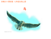 《鸟类》PPT课件1-济南版生物七年级上册