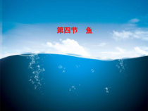 《鱼类》PPT课件2-济南版生物七年级上册