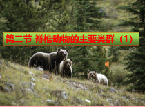 《鱼类》PPT课件1-济南版生物七年级上册