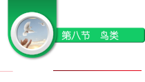 《鸟类》PPT课件3-济南版生物七年级上册