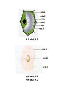 《第二节 细菌》学生活动案-济南版生物七年级上册