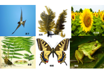 《第一节 生物的分类方法-动物和植物》卡片素材-济南版生物七年级上册