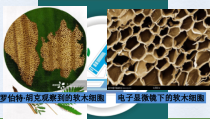 《第一节 细胞的结构和功能》PPT课件1-济南版生物七年级上册