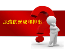 《第一节 尿液的形成和排出》PPT课件1-济南版生物七年级下册