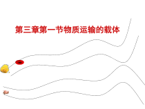 《第一节 物质运输的载体》PPT课件2-济南版生物七年级下册