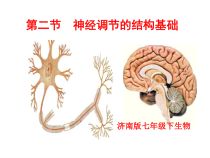 《第二节 神经调节的基本结构》PPT课件1-济南版生物七年级下册