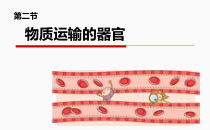 《第二节 物质运输的器官》PPT课件4-济南版生物七年级下册