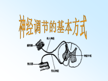 《第三节 神经调节的基本方式》PPT课件4-济南版生物七年级下册