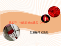 《第三节 物质运输的途径》PPT课件3-济南版生物七年级下册