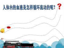《第三节 物质运输的途径》PPT课件4-济南版生物七年级下册