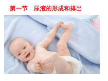 《第一节 尿液的形成和排出》PPT课件3-济南版生物七年级下册
