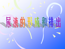 《第一节 尿液的形成和排出》PPT课件5-济南版生物七年级下册