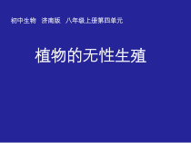 《第七节 植物的无性生殖》PPT课件1-济南版生物八年级上册
