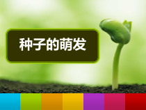 《第四节 种子的萌发》PPT课件2-济南版生物八年级上册