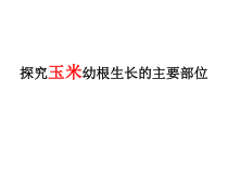 《第五节 根的结构与功能》PPT课件1-济南版生物八年级上册