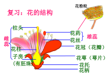 《第二节 传粉与受精》PPT课件1-济南版生物八年级上册