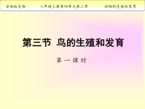 《第三节 鸟的生殖和发育》PPT课件1-济南版生物八年级上册